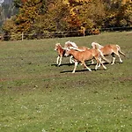 Bio-bauernhof Einberghof Appartamento *