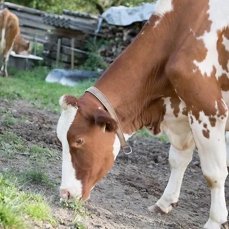 Bio-bauernhof Einberghof Appartamento Pfarrwerfen